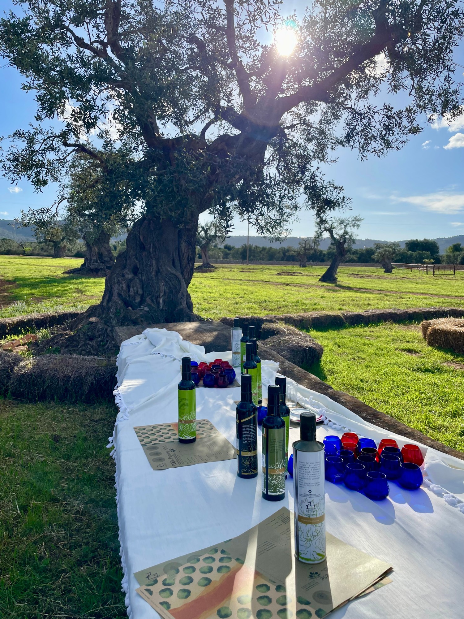 Oliven-Tasting Apulien